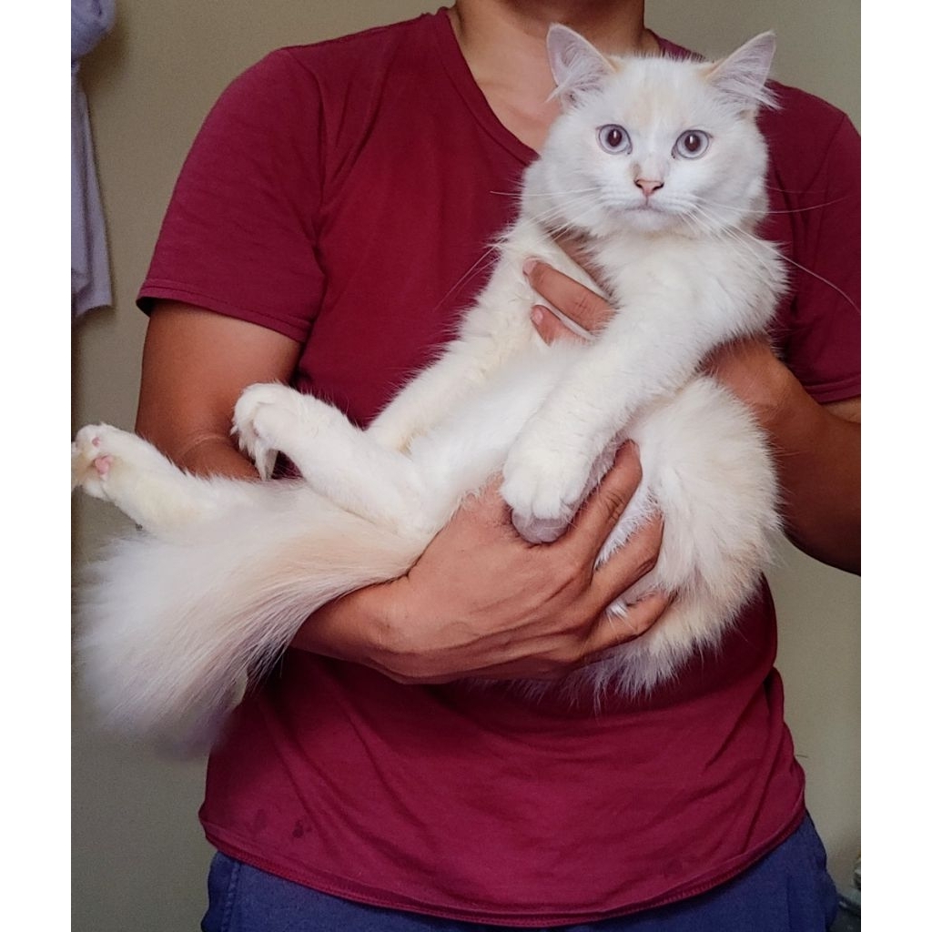 Kucing Ras Mix Anggora/Persia/Himalayan
