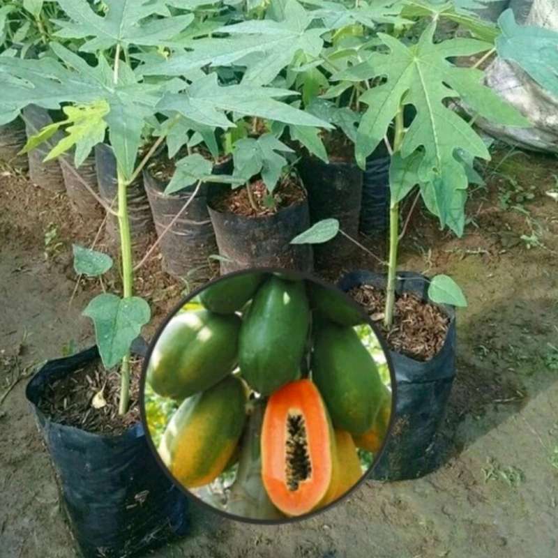 Paket 5 bibit pepaya taiwan tanaman buah kualitas unggul
