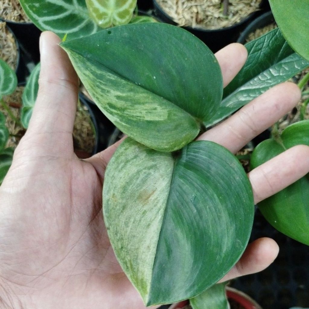 Tanaman Scindapsus Treubii Mint