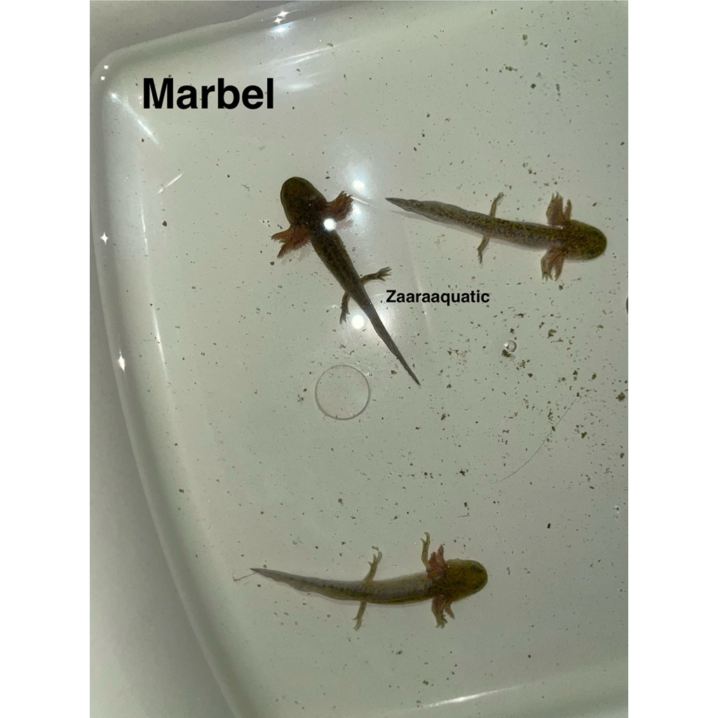 Marbel Axolotl hiasan Aquarium -+7-8cm