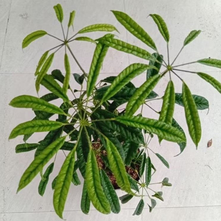 Tanaman Hias Walisongo Pete Real, Tanaman Wali Songo Pete