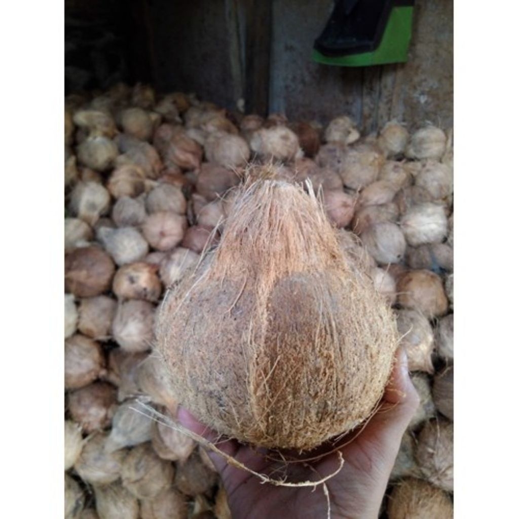 KELAPA TUA UTUH KELAPA PARUT KELAPA SANTAN
