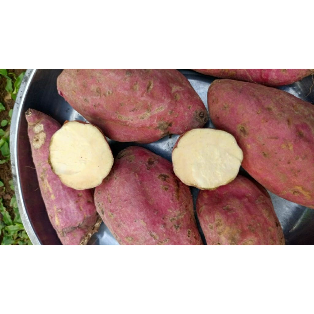 Bibit Stek Ubi Jepang Satsumaimo