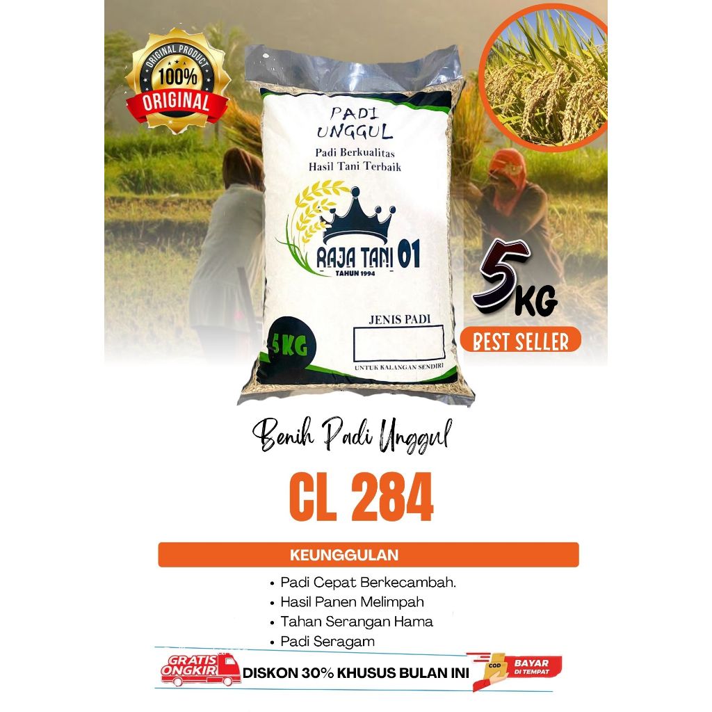 Benih Padi Unggul 5 Kg Original CL 284