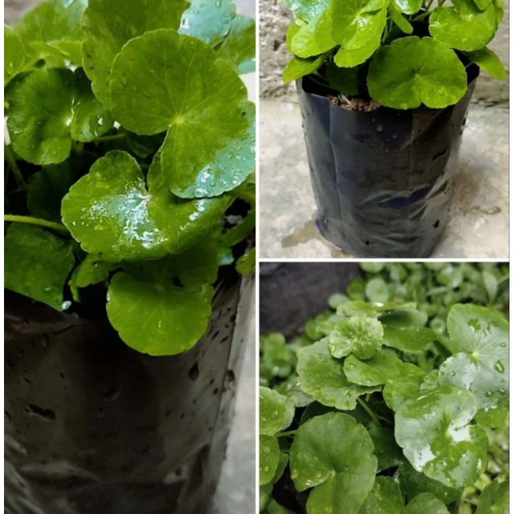 Tanaman Herbal Daun Pegagan Air / Tanaman Daun Pegagan Herbal