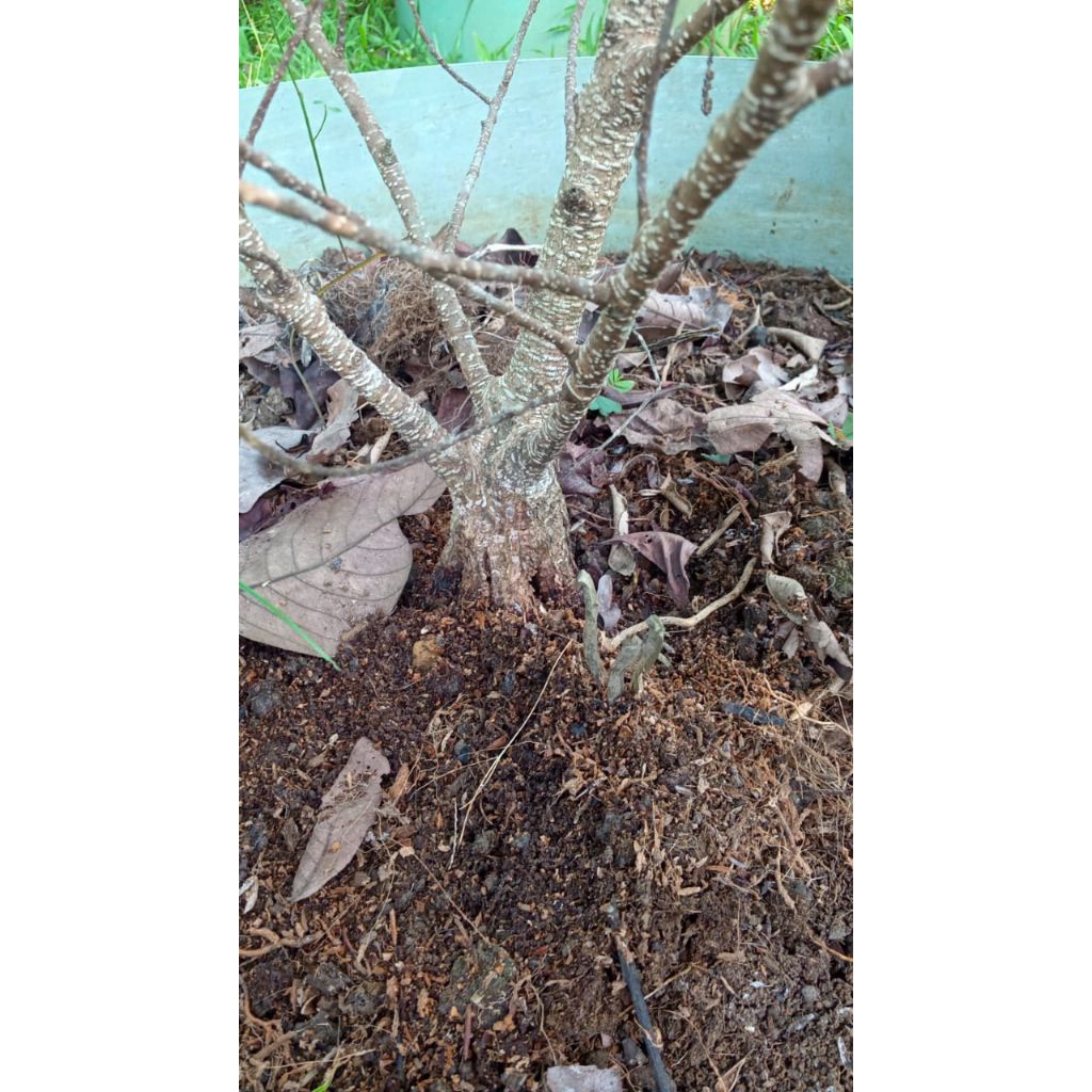 kimeng prokar pecah batang 8 TB-+30cm