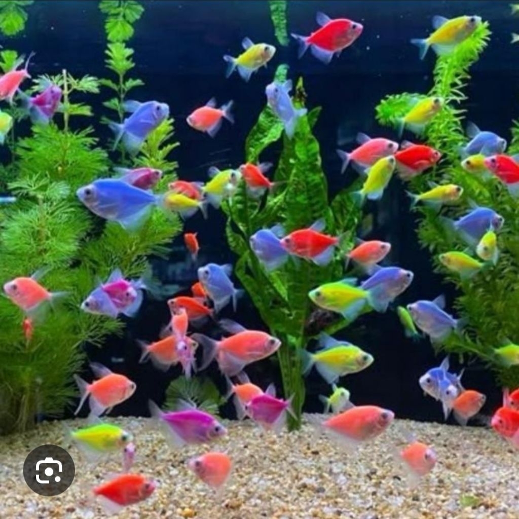 Ikan Tetra warna warni mix warna