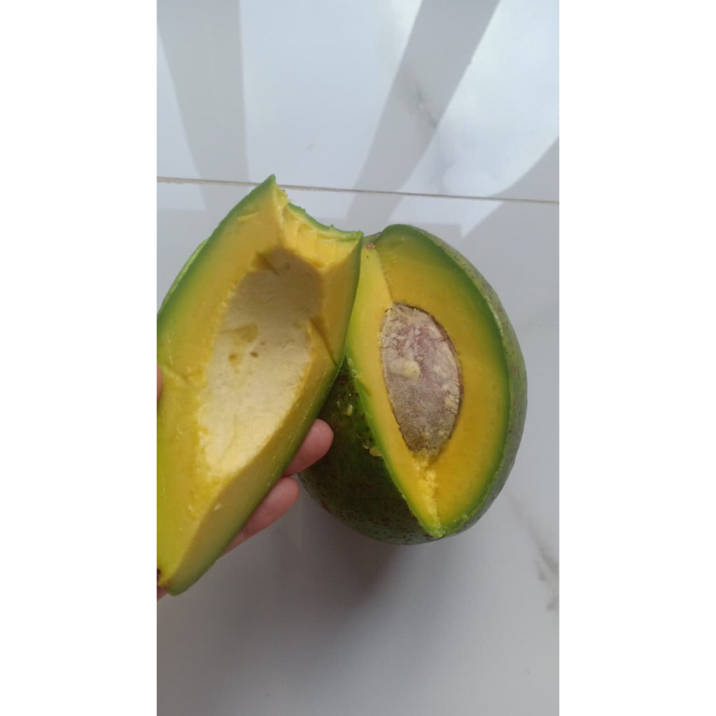 alpukat mentega lampung
