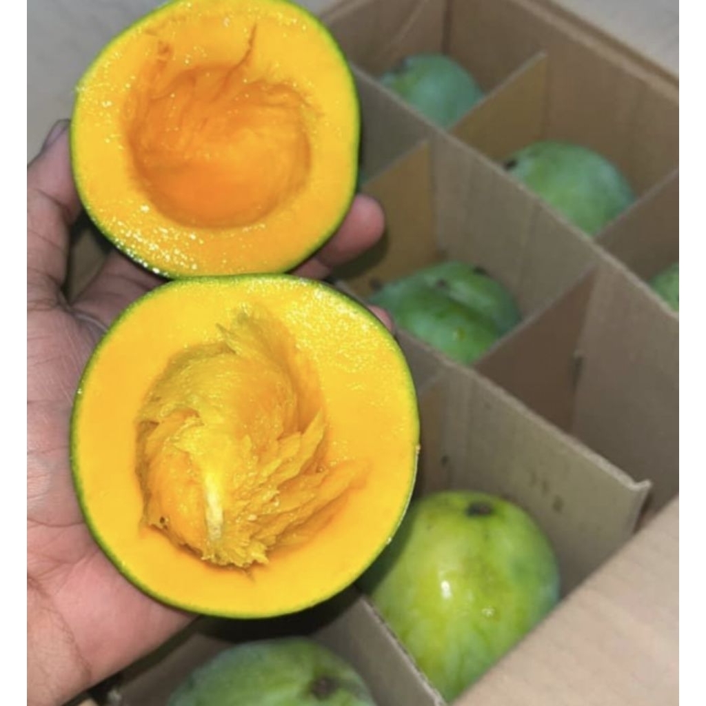 MANGGA ALPUKAT 1 DUS/ISI 5KG