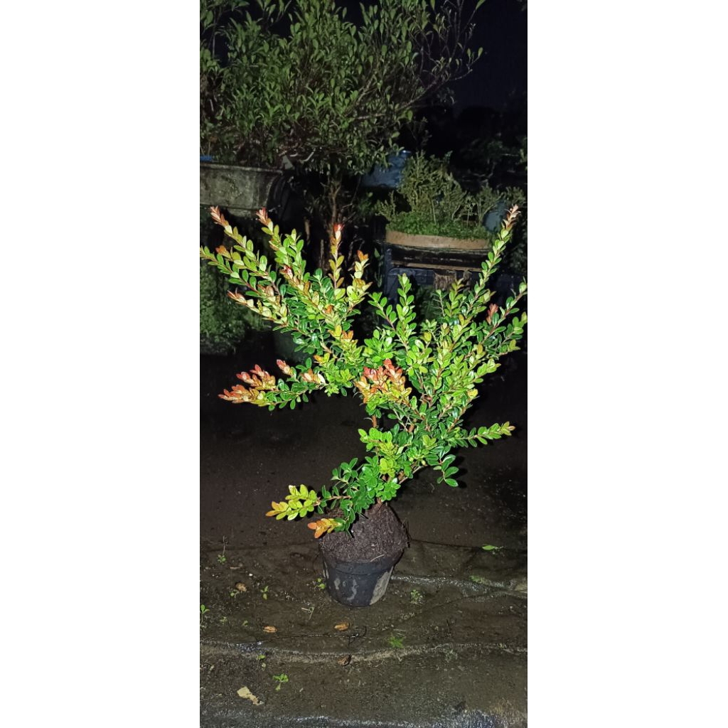 pohon santigi gunung hasil cangkok budidaya