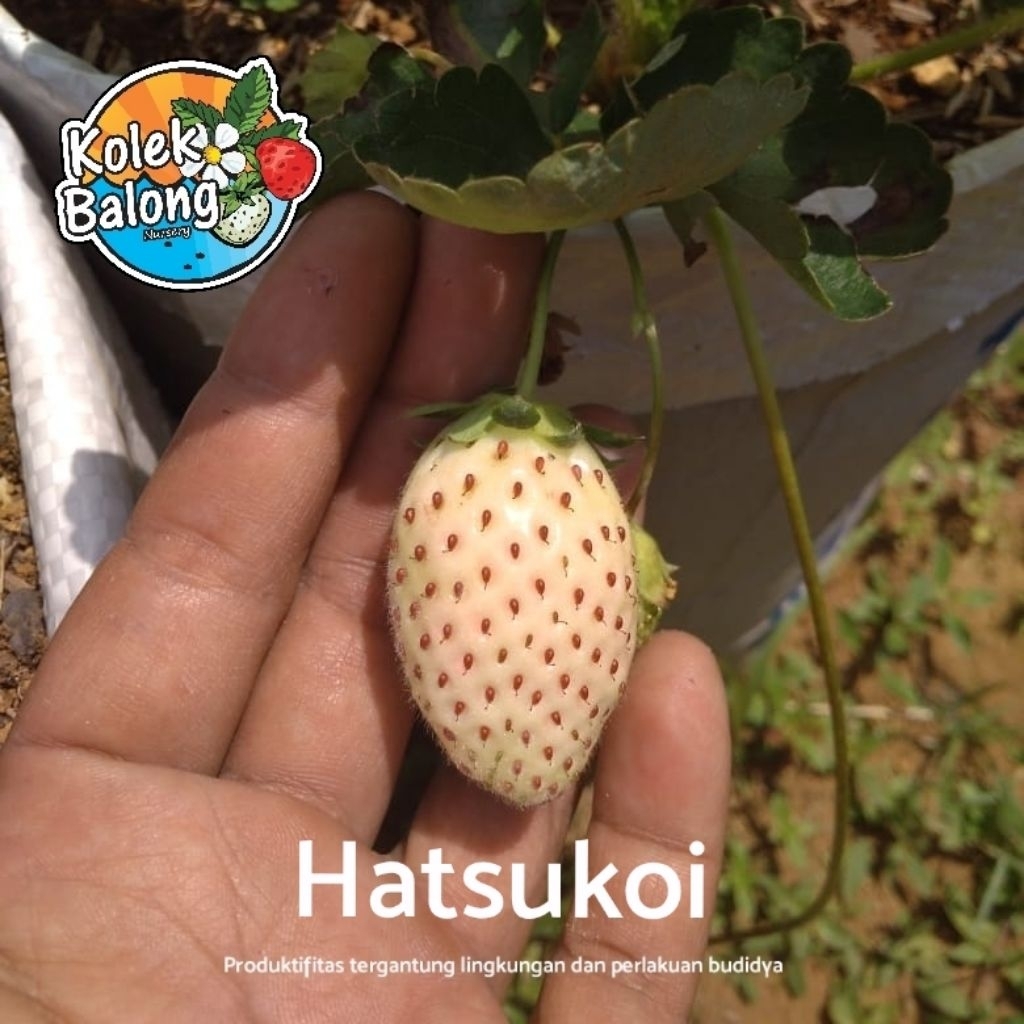 Bibit strawberry Hatsukoi Stroberi Putih