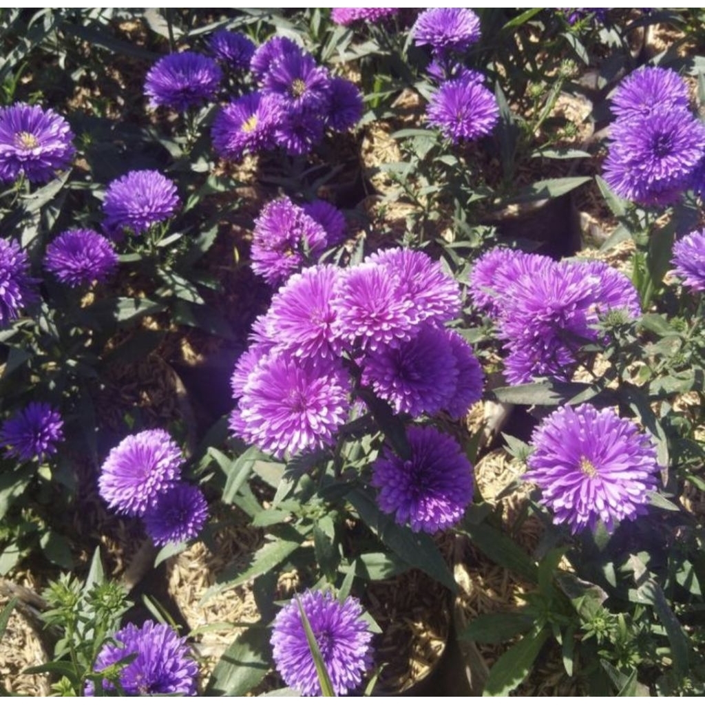 Pohon Pikok Bunga Ungu Tanaman Hias Pohon Pikok Ungu