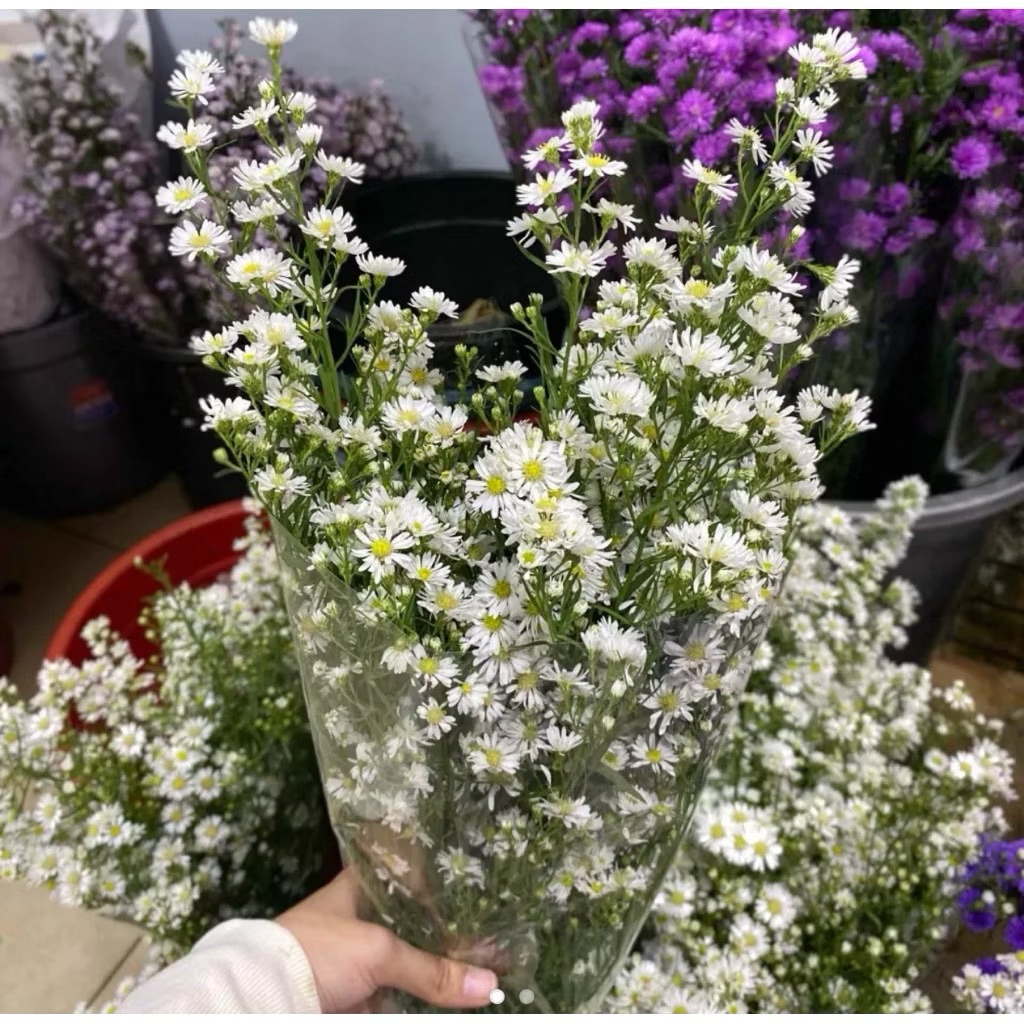 bunga daisy pikok putih