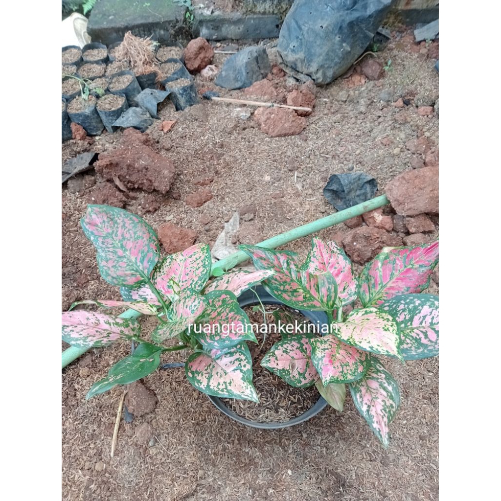 Tanaman Hias Dud Anjamani - Dud Anjamani