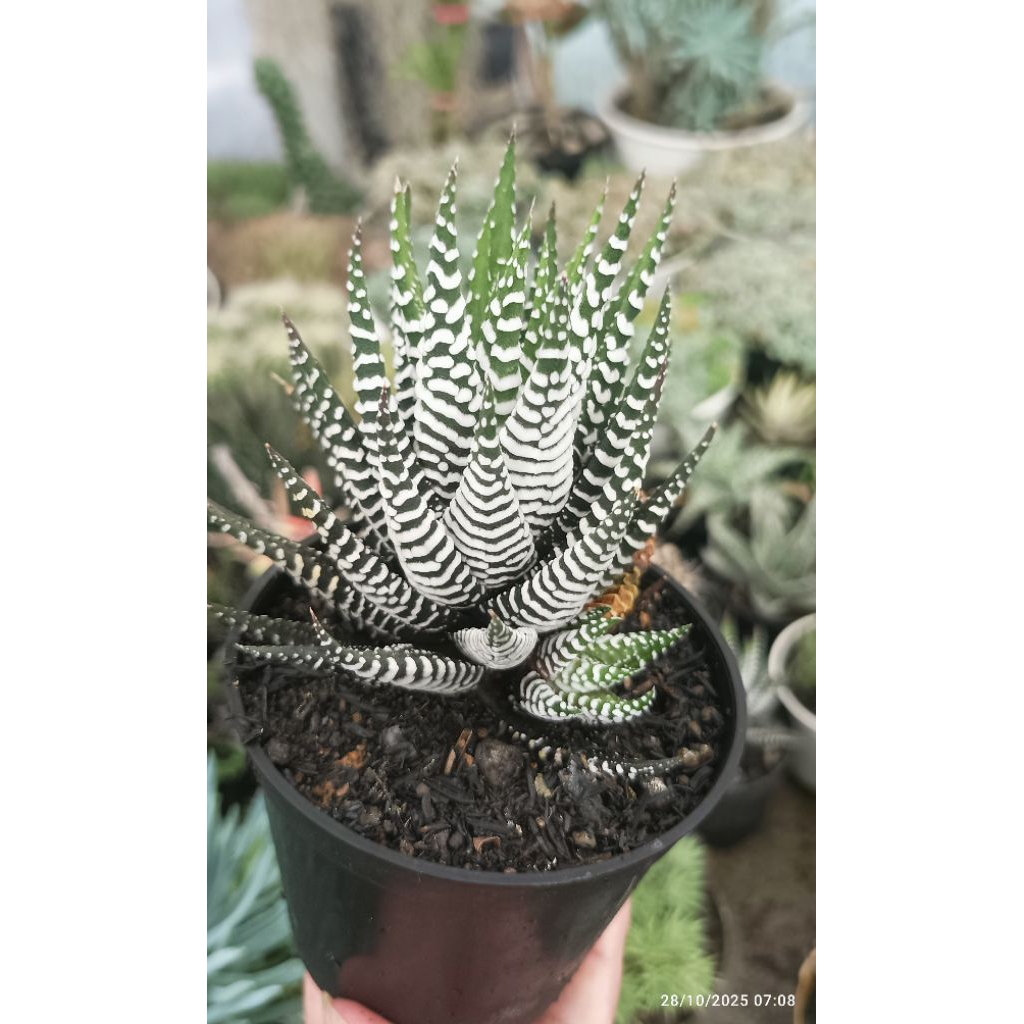 Haworthia zebra