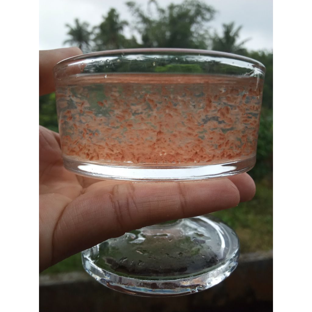 Daphnia Magna / Starter Kutu Air / Kutu Air DM / Kutu Air Raksasa / Kutu Air Pakan Hidup Ikan Hias /