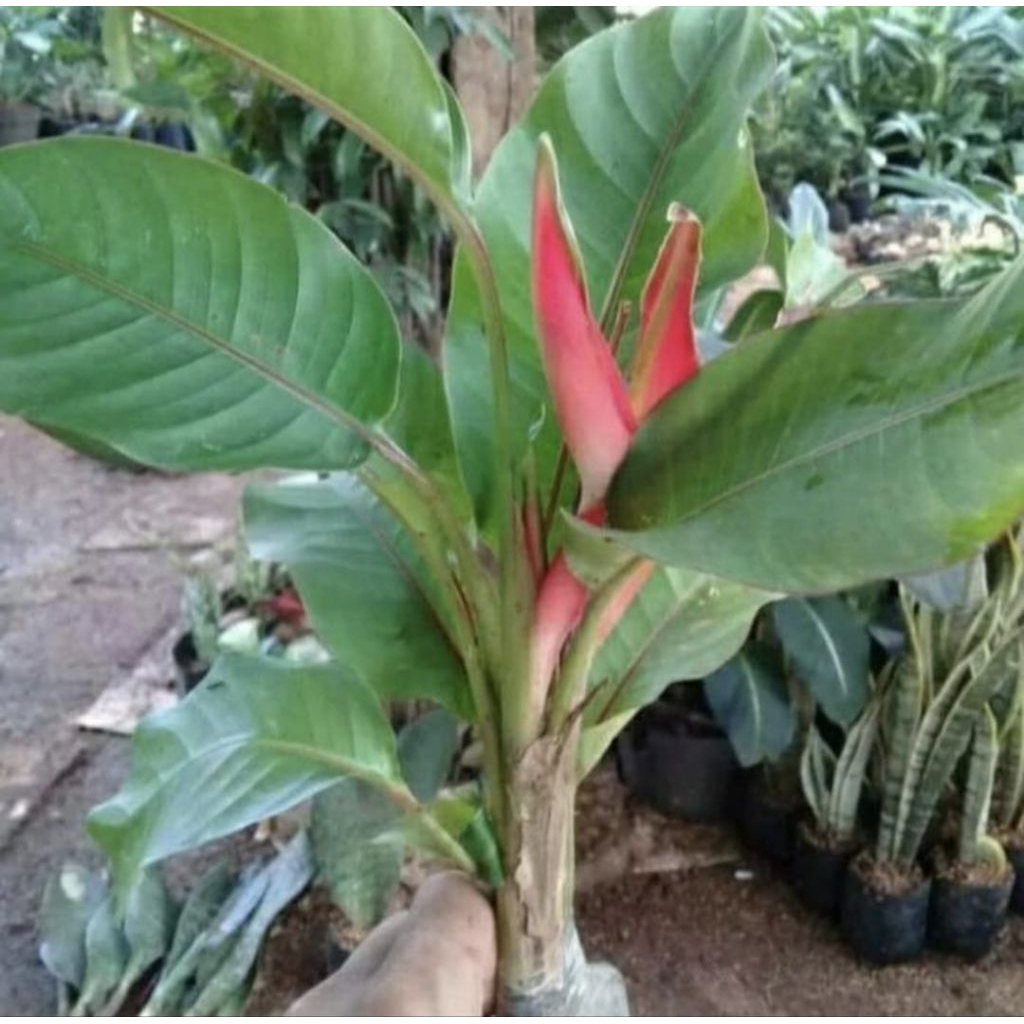 Pohon Pisang Bali Tanaman Hias Pisang Pisangan / Pisang Bali Bunga Merah