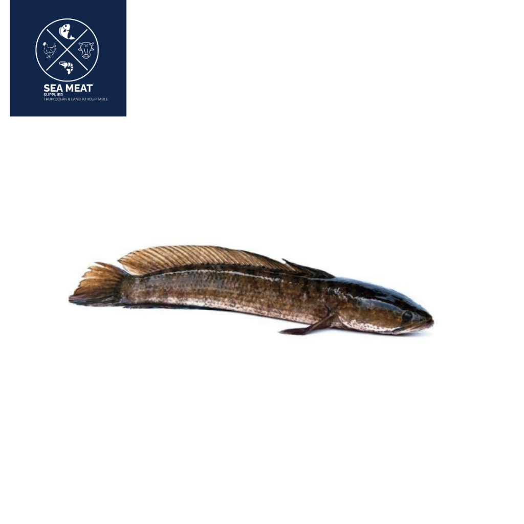 IKAN GABUS | SNAKEHEAD FISH | FRESH