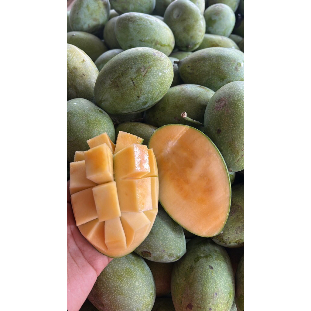 MANGGA MANALAGI - 5 Kg (Asli Probolinggo)