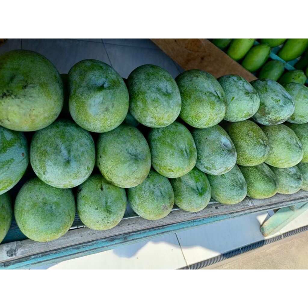 MANGGA MANALAGI - 10 Kg (Asli Probolinggo)