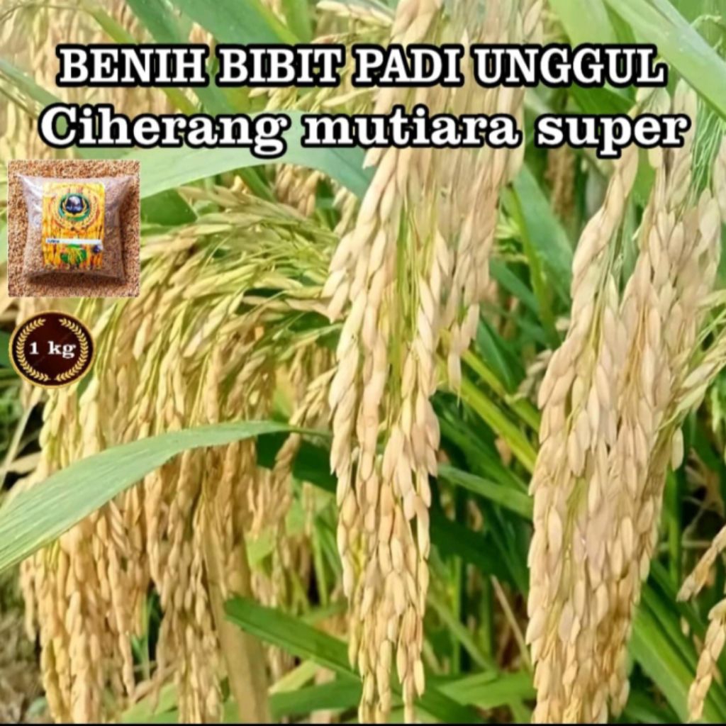 BENIH PADI CIHERANG MUTIARA ASLI KEMASAN 1KG