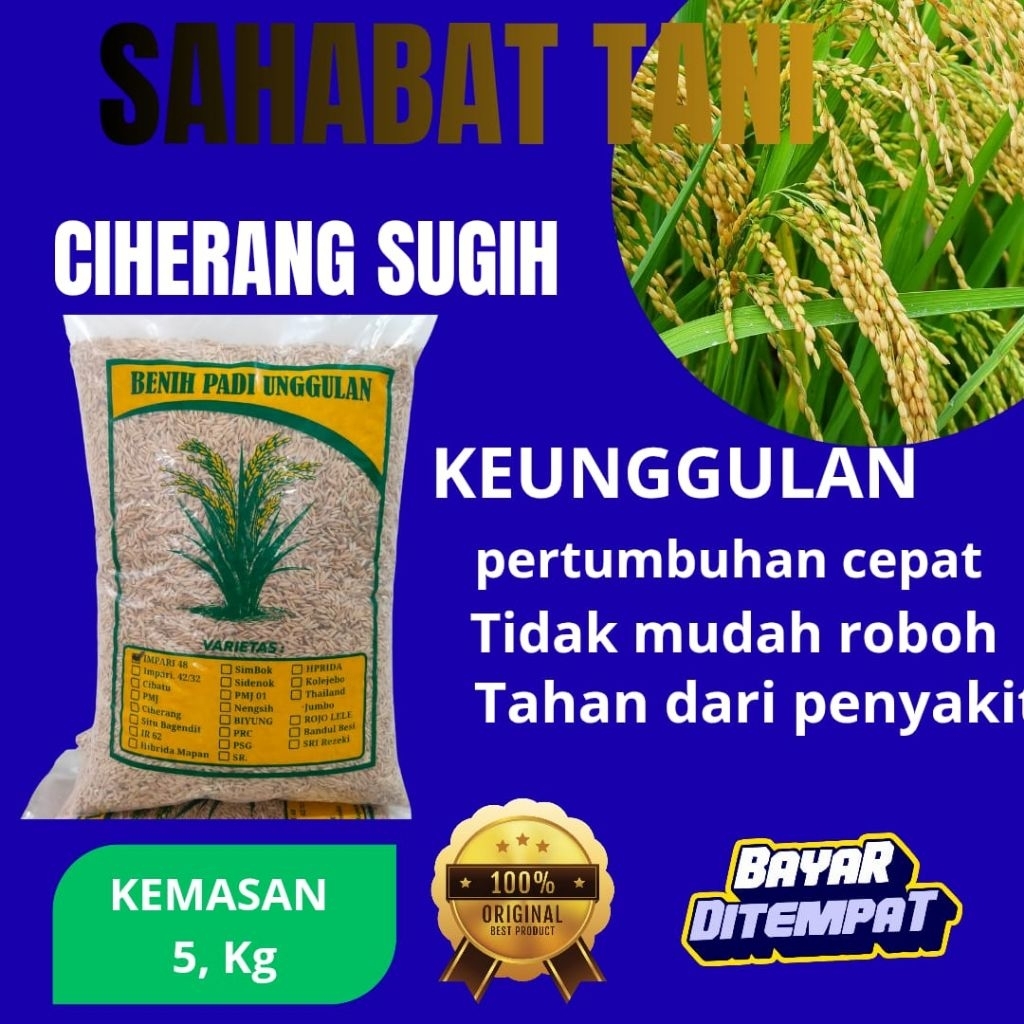 bibit padi unggul Ciherang sugih dengan kemasan 5kg benih Ciherang