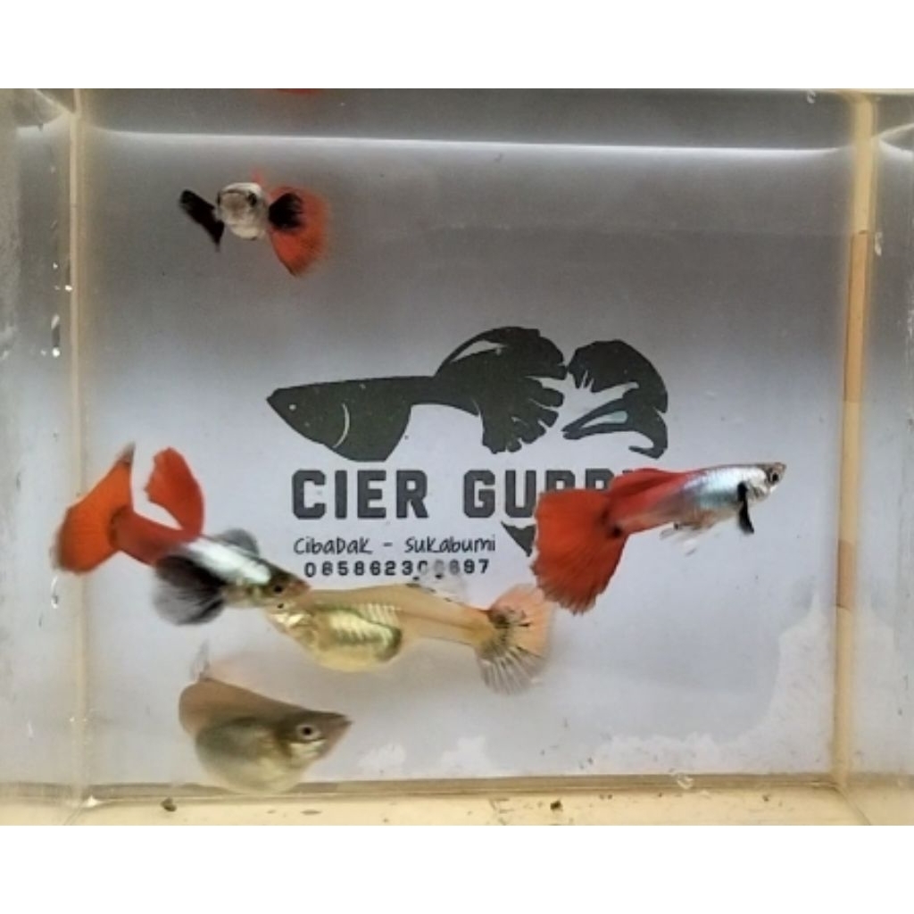 Guppy PRTDE per pasang