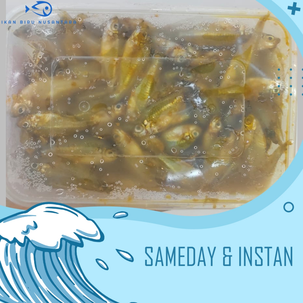 Ikan Wader / Cere Marinasi Fresh Frozen Quality
