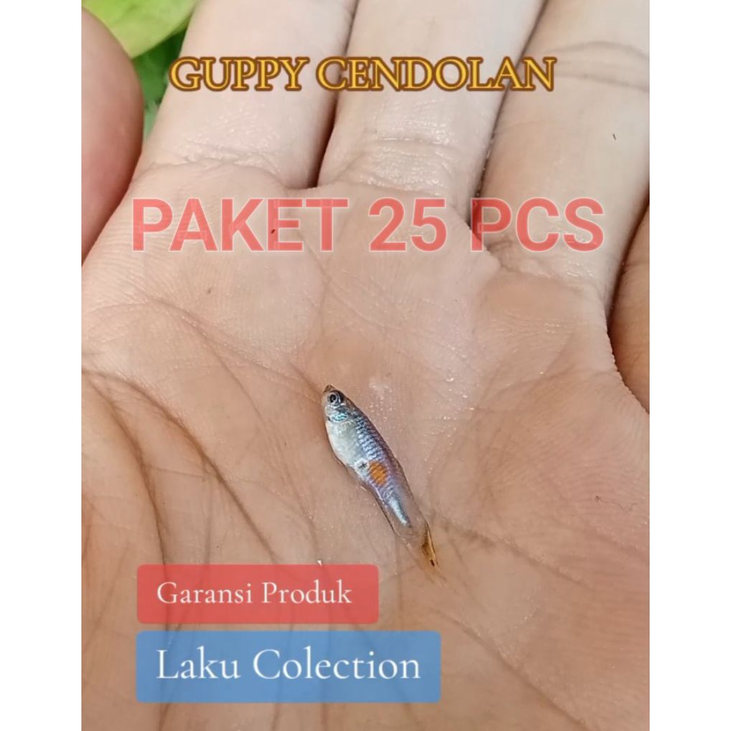 Cere Rawa Guppy Cendolan Hiasan Aquasecape Paket 25 Pcs