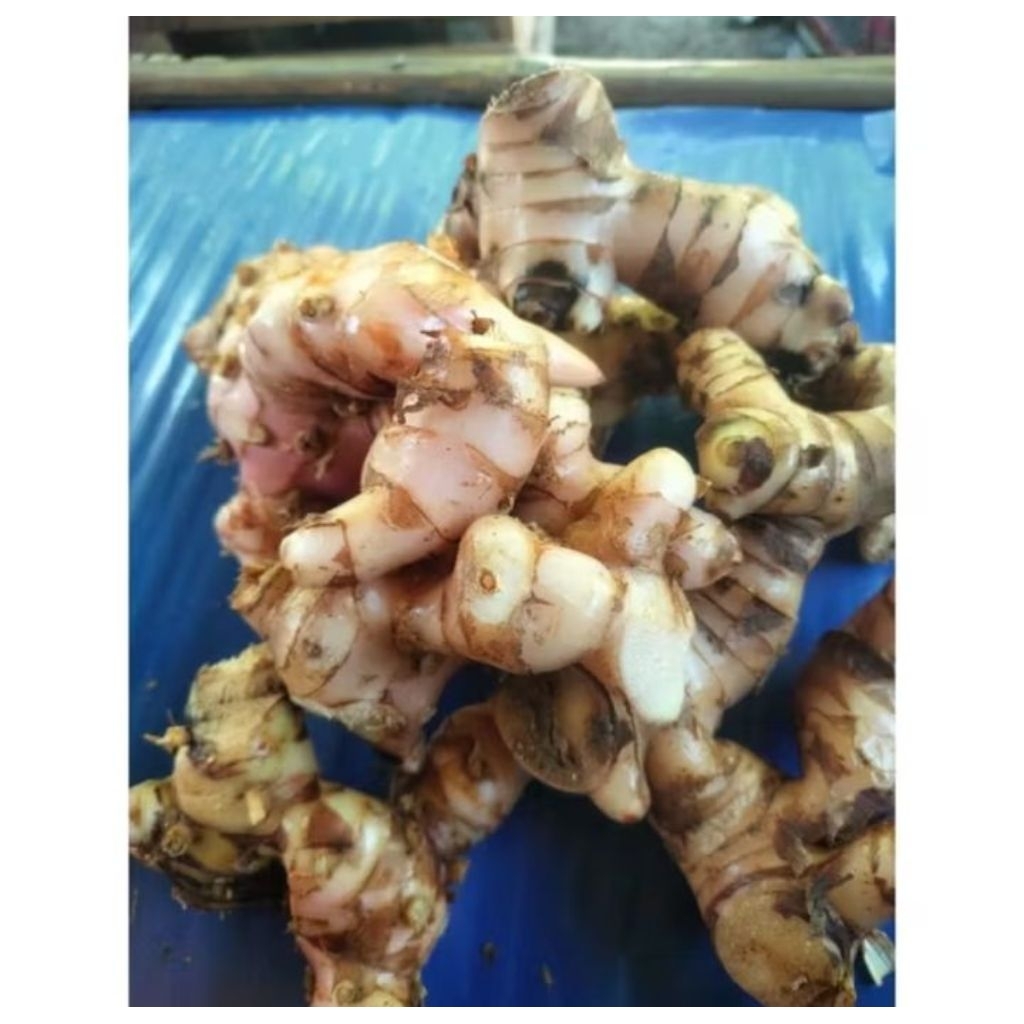 lengkuas laja fresh 1 kg