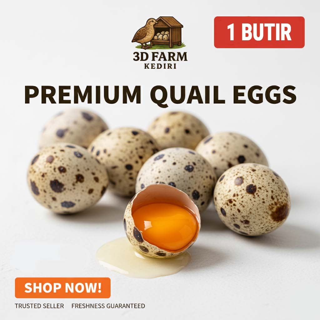 TELUR PUYUH FRESH TELUR PUYUH MENTAH/TELUR PUYUH KONSUMSI