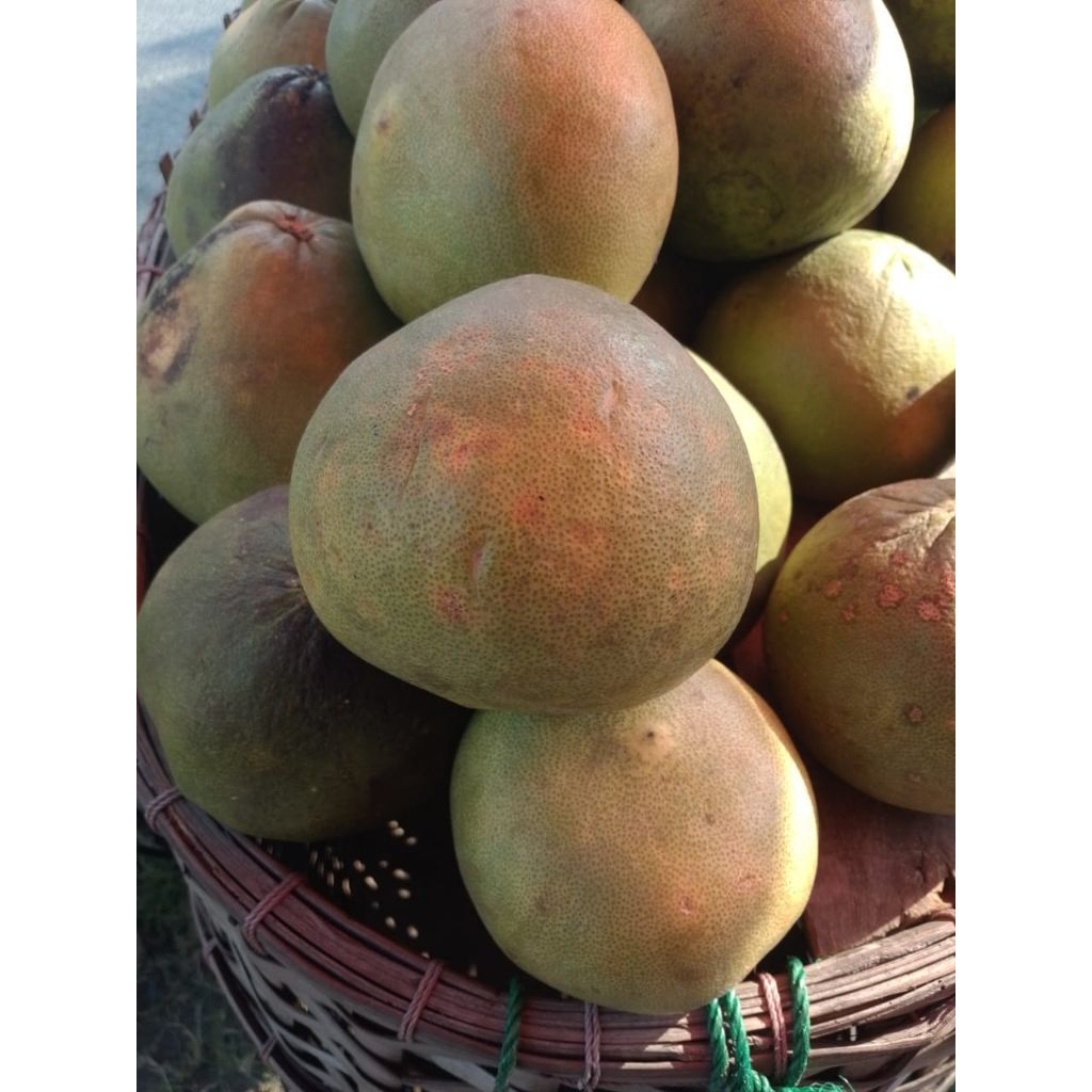 jeruk Bali / jeruk pamelo merah