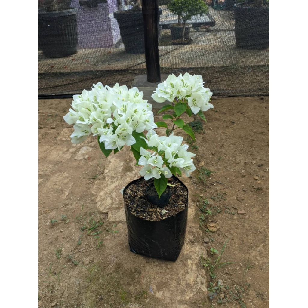 Bougenville putih - tanaman hias bunga Bougenville bunga putih