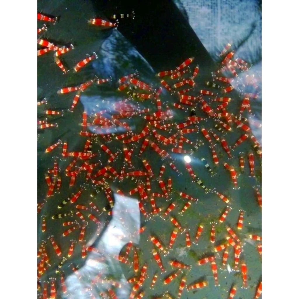 hiasan aquarium udang hias red bee aquascape