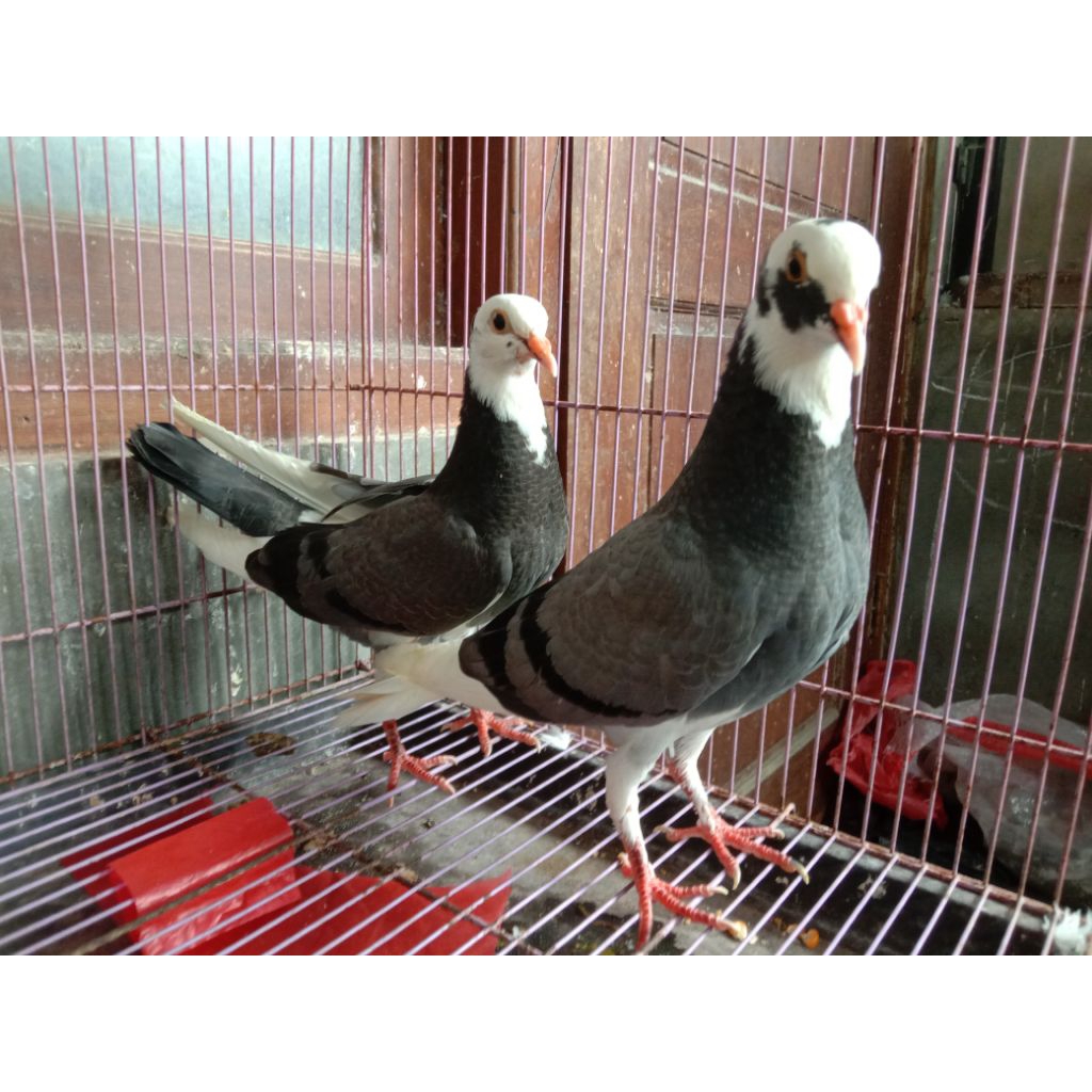 Sepasang _Remaja_Merpati_Tinggian