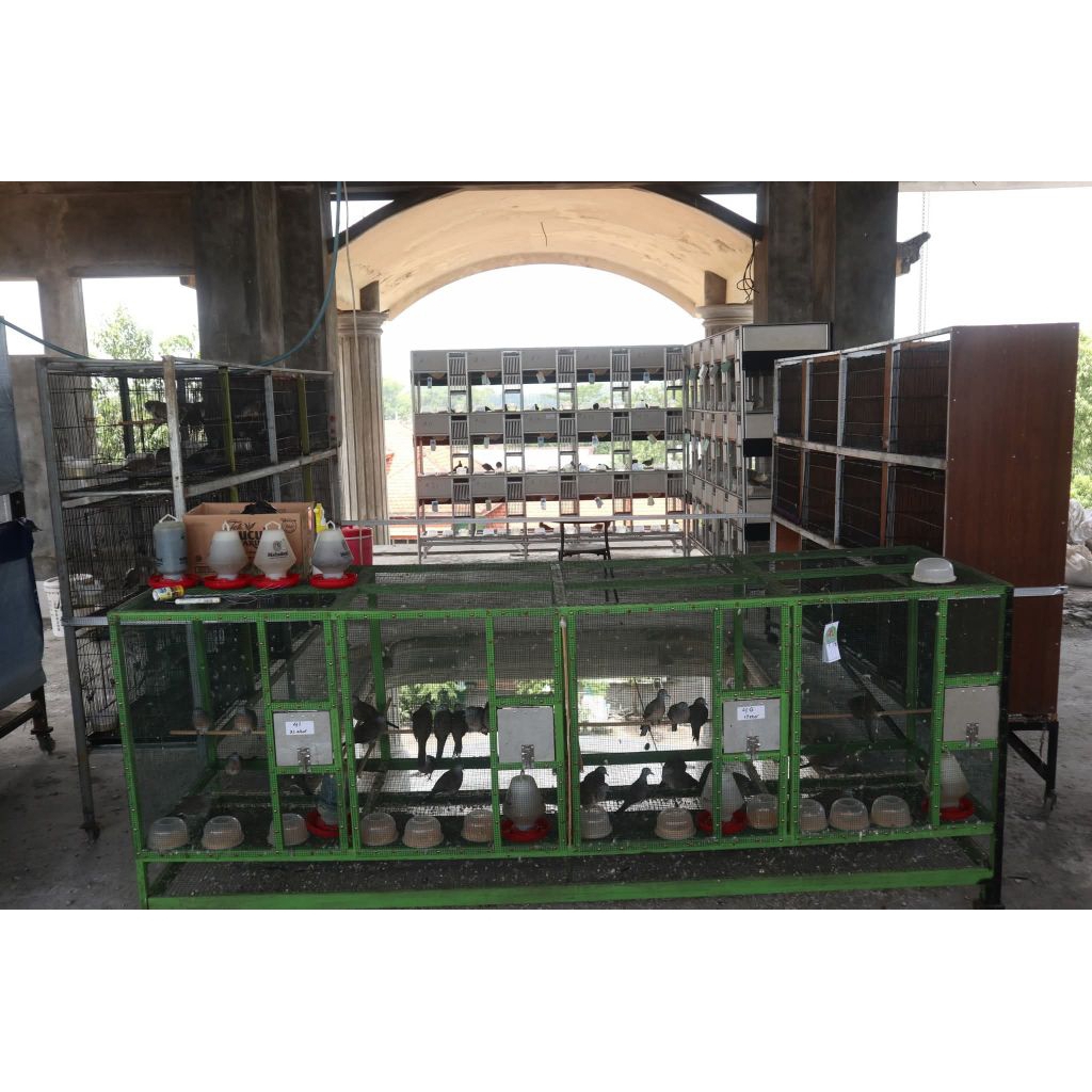 Perkutut Bangkok Sepasang Dewasa Sudah Siap Tangkar