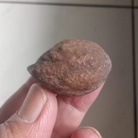 Kemiri Adu Muncang Adu Denpom JR Urgen Tua Jatuhan