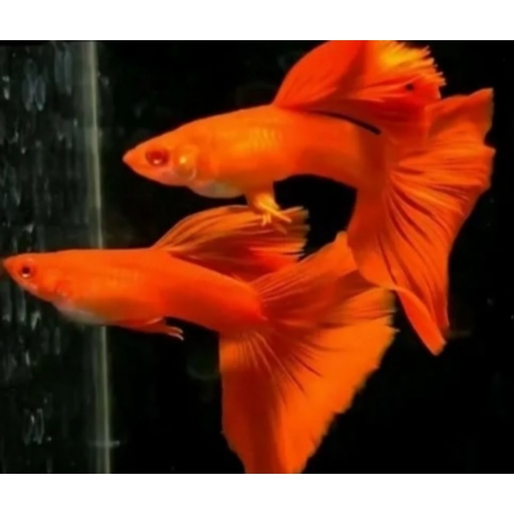 Albino Full Red Satu Pasang Size Indukan Hiasan Aquarium |Ikan Hias Bozz Louhan|