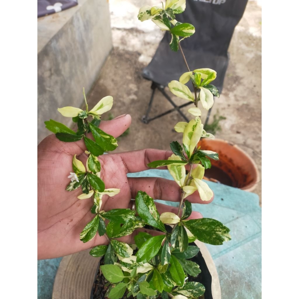 Hokiantea Varigata