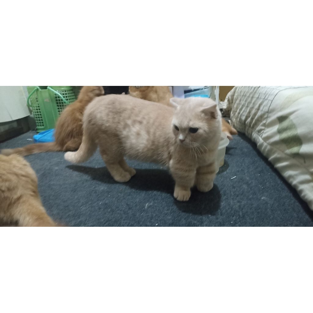 jual kucing munchkin/british/kingkalow/american curly