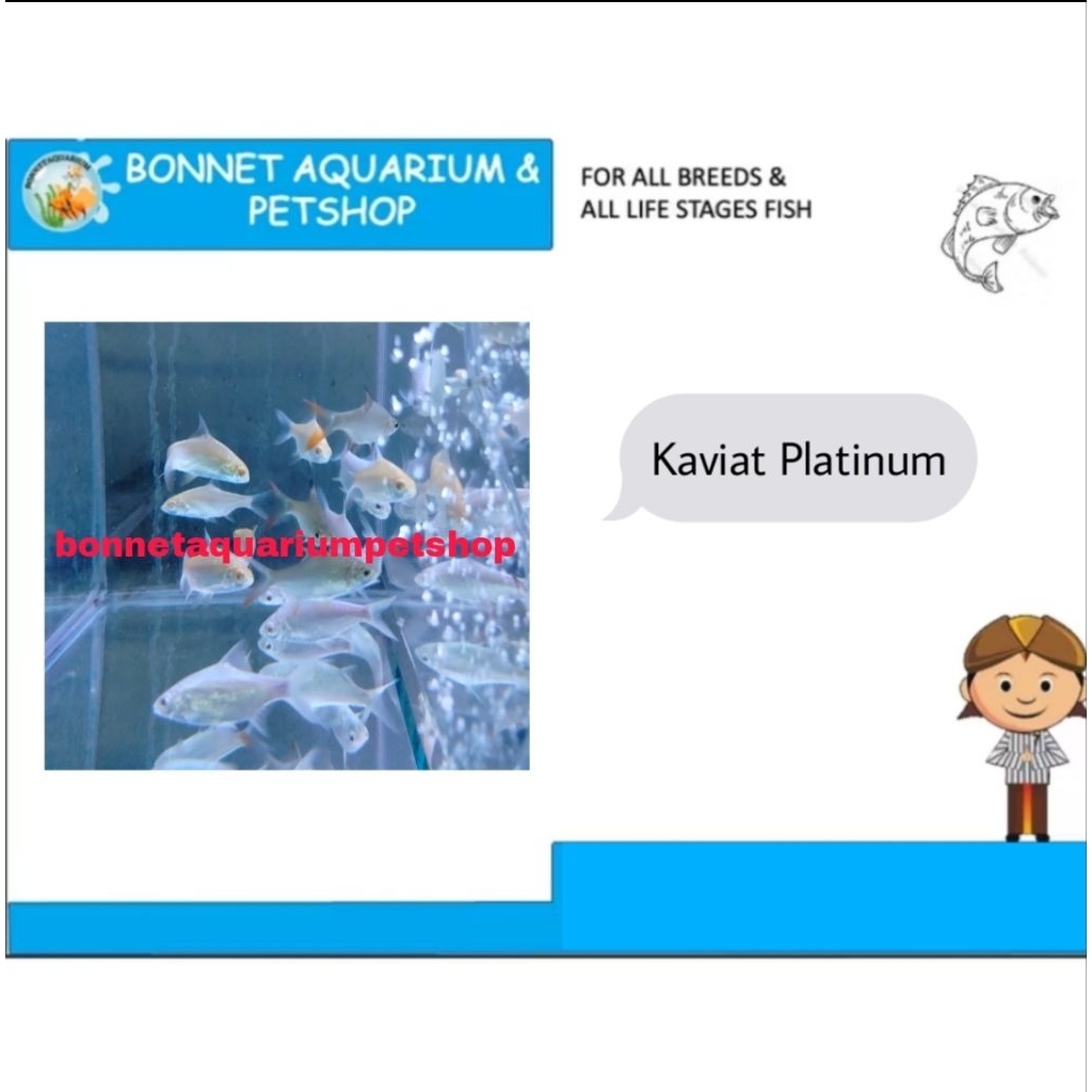 IKAN HIAS KAVIAT PLATINUM ONLY INSTAN