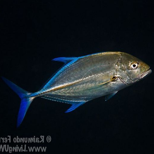 Ikan Predator Bluefin Trevally Air Tawar / Ikan Predator Brackish
