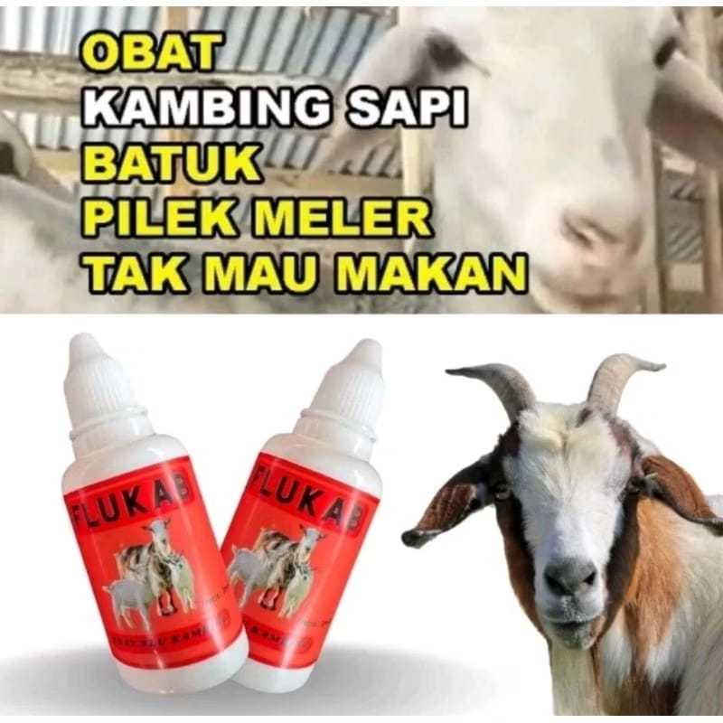 Obat Flu Hewan Ternak - FLUKAB - Sembuhkan Batuk Pilek Kambing Domba