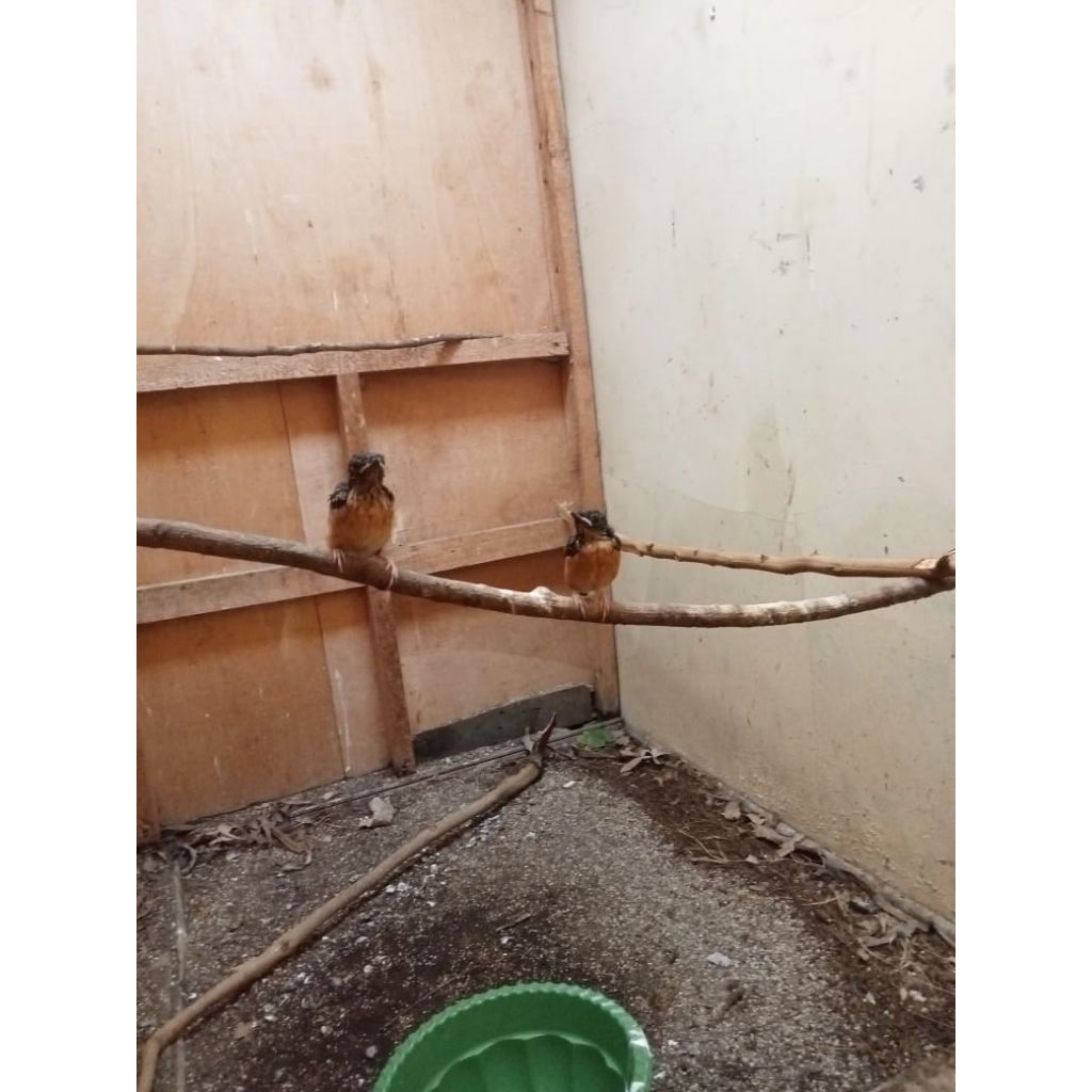 Trotol Murai Batu Trah Prestasi Jantan