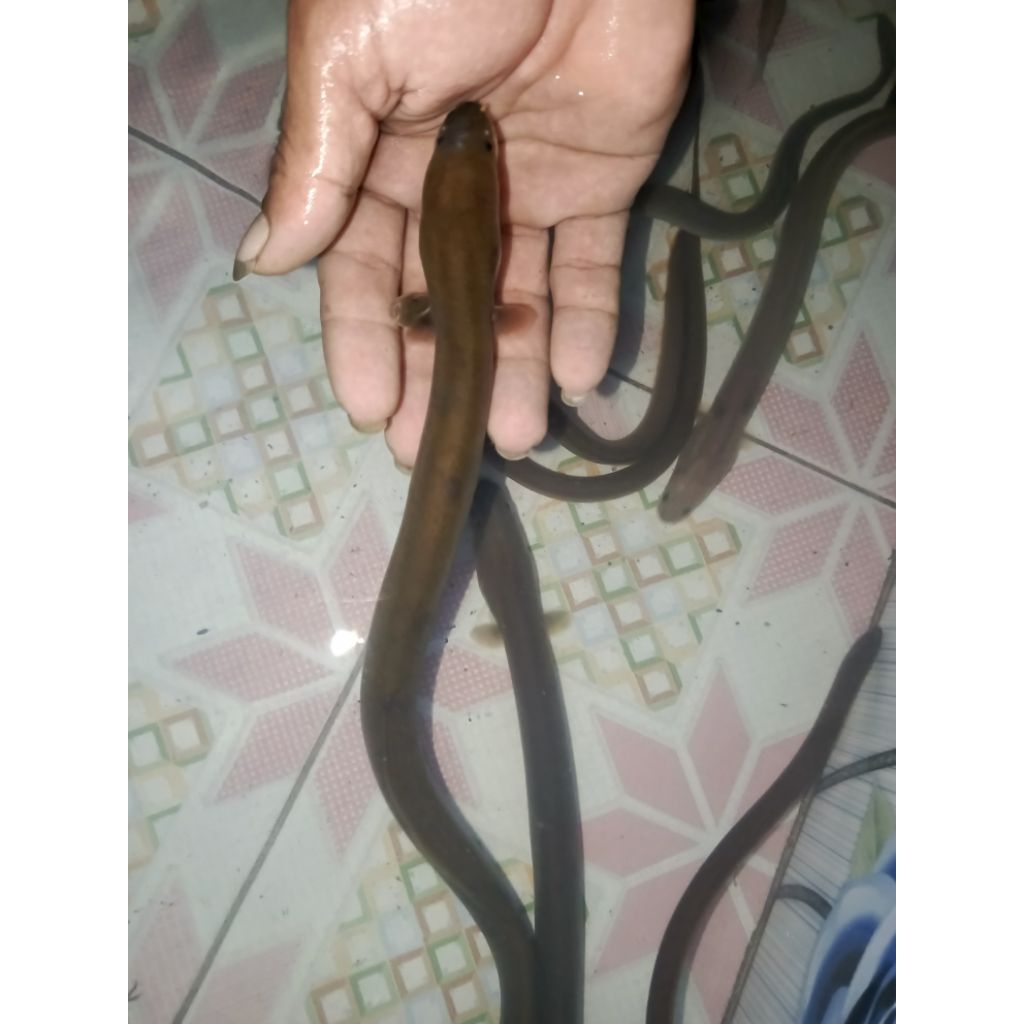 ikan sidat 3 ekor (60 gr"+ 50 gr" + 40 gr"+ ) anguilla bicolor)