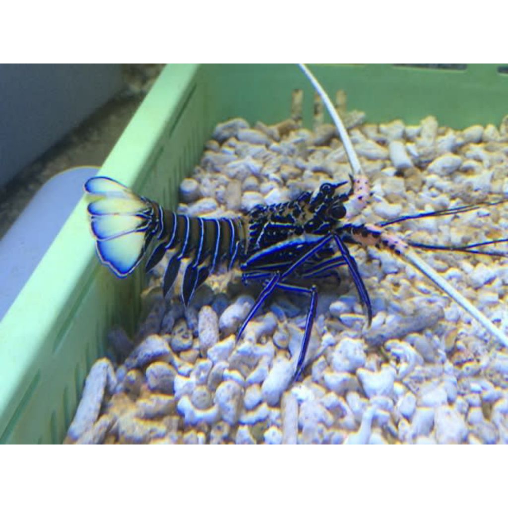 UDANG HIAS LAUT BABY LOBSTER