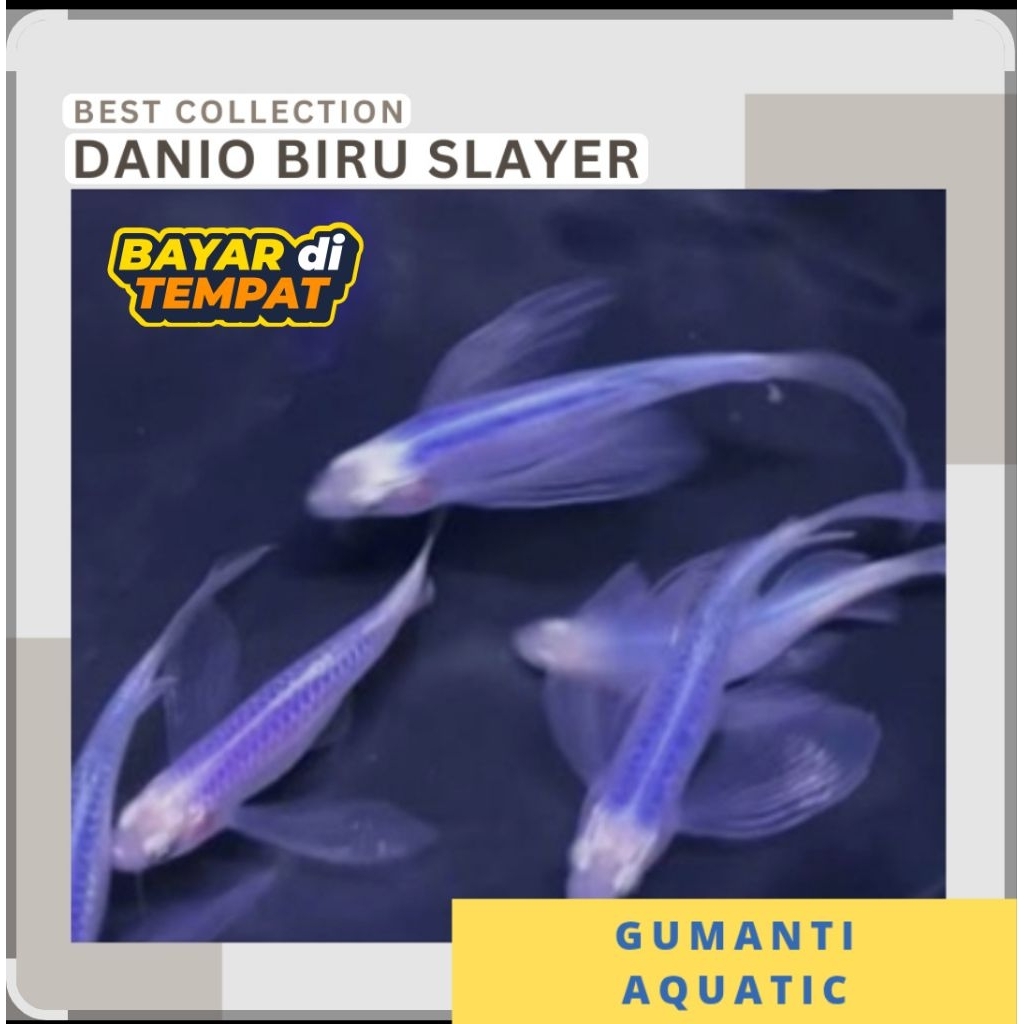 Hiasan akuarium danio slayer biru danio zebra slayer