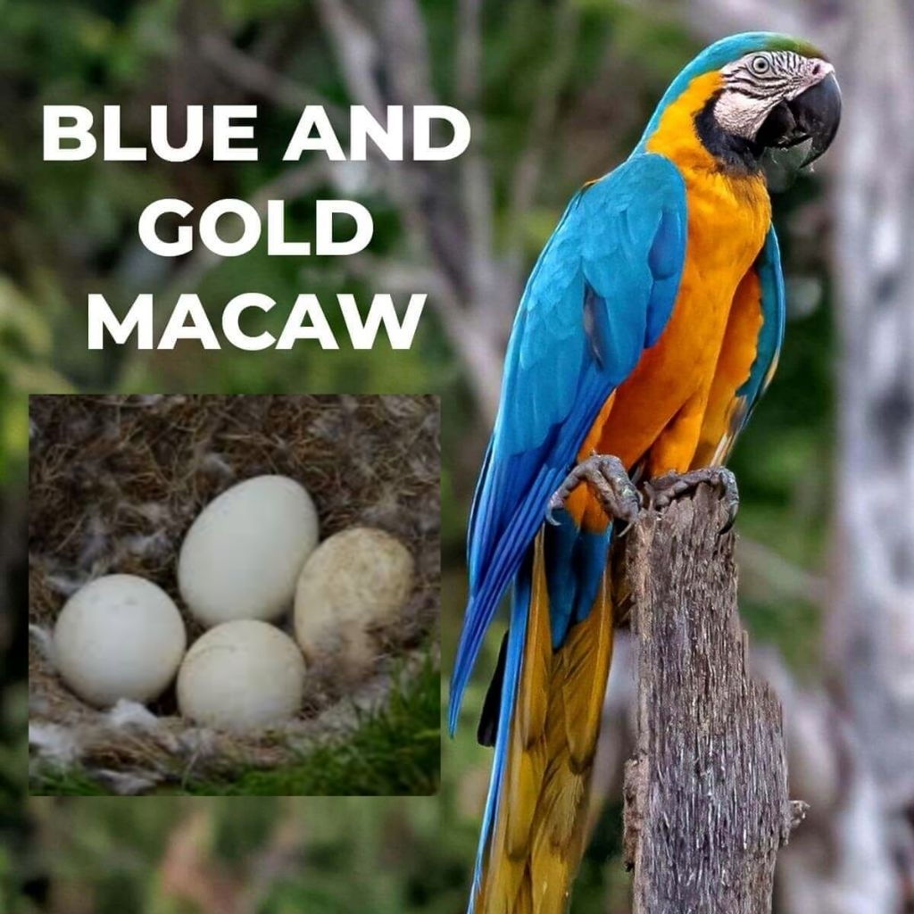 2 butir telur burung macaw Blue and Gold fertil fresh Asli