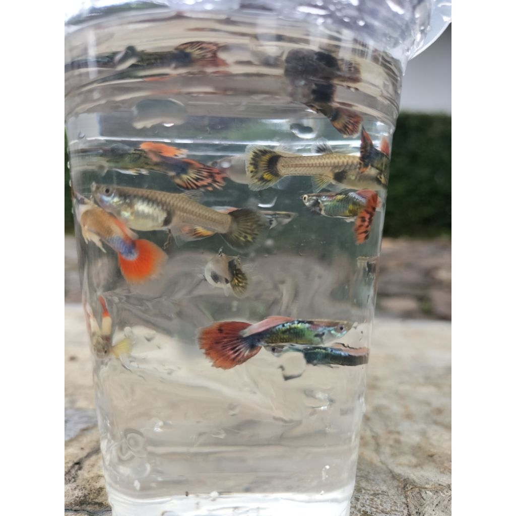 Promo ika Guppy red platinum dragon warna warrni hiasan aquarium j & b 10biji