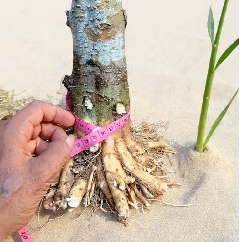 Bahan Bonsai Anting Putri Bonggol Besar ±25 cm – Koleksi Langka Bernilai Seni Tinggi